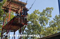 Tree tops (7)